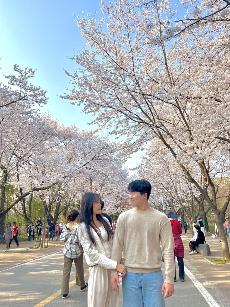  [너와 6번째 봄] 인천대공원 벚꽃/ 인천 벚꽃 명소/ 인천 벚꽃