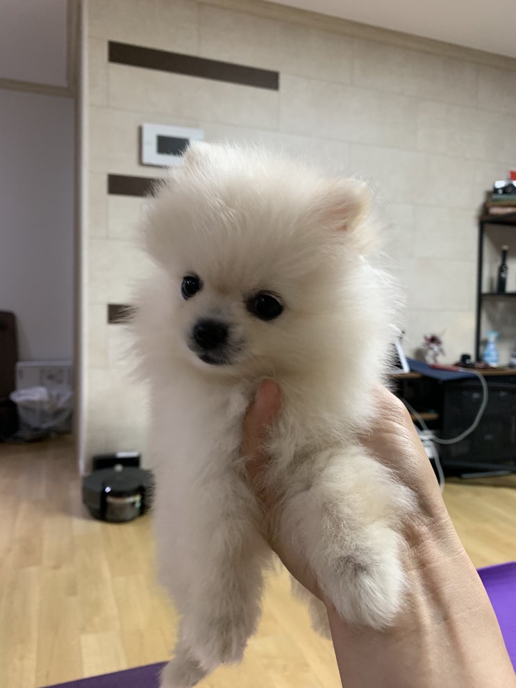  꼬미와 함께_두번째 이야기