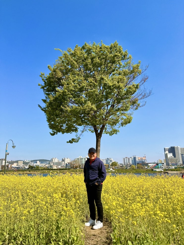  울산에도 전국 어느 곳에 부족함이 없는 태화강 유채꽃밭이 있다.