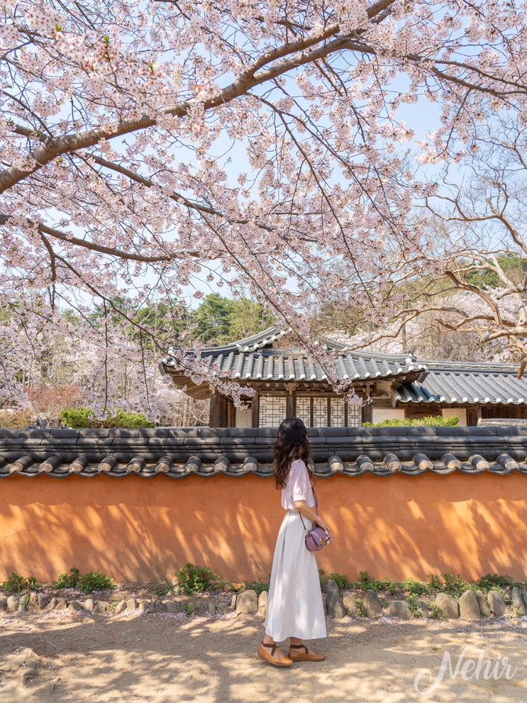 강릉 벚꽃 명소 경포대 벚꽃축제 경포호 허균허난설헌 기념공원 강릉 벚꽃 명소 경포대 벚꽃축제 경포호 허균허난설헌 기념공원