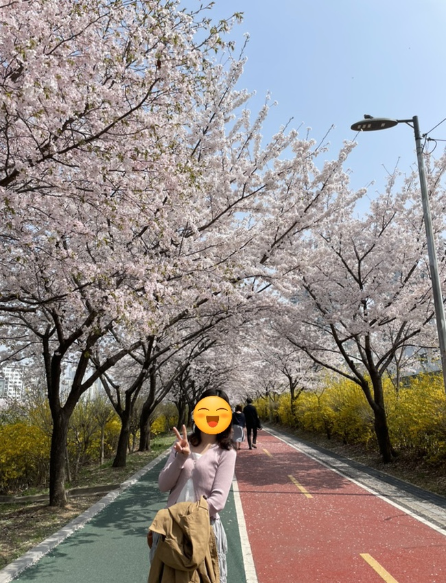 [토요일 일상] 2023 봄, 벚꽃