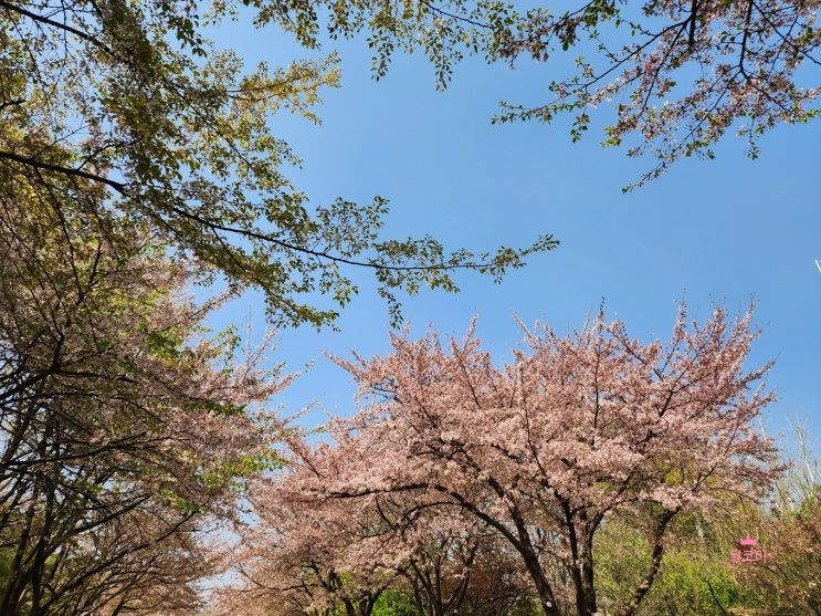 [서울숲] 벚꽃엔딩