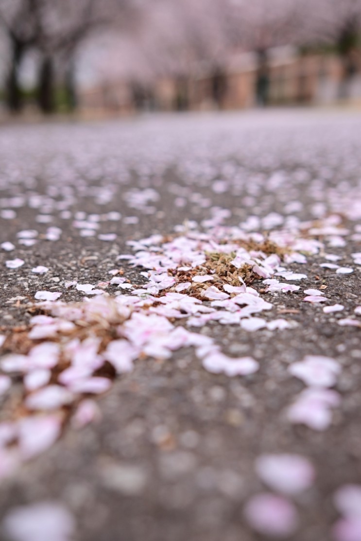 벚꽃엔딩 : 비 내리기 전 마지막 봄 사진