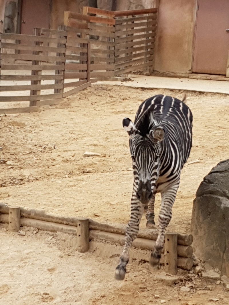 얼룩말 세로 작년 어린이대공원 갔을 때도 탈출 할 거 같던 모습 : 네이버 블로그, image size:800x1067