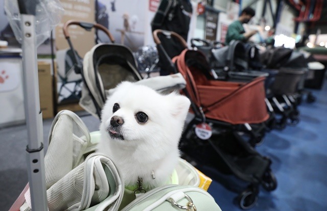 토리아빠' 공약 펫보험 가입률은 1% 미만···활성화 과제는? 토리아빠' 공약 펫보험 가입률은 1% 미만···활성화 과제는?