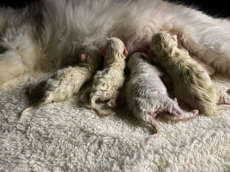  고양이 출산 주기 시간 간격 길어 임신기간 제왕절개 진행한 렉돌 이야기