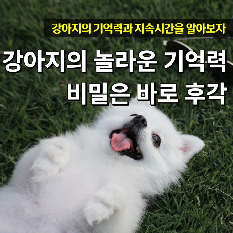  강아지 기억력의 비밀은 후각과 반복훈련