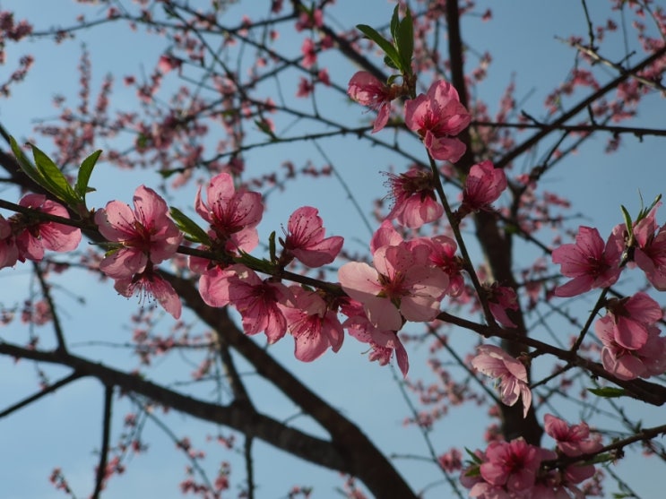 원추리, 달래, 찔레순, 봄나물이 이제 시작을 알립니다.