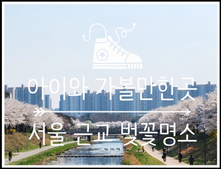  서울 근교 드라이브하며 향한 안산 벚꽃명소 화정천 다녀왔어요