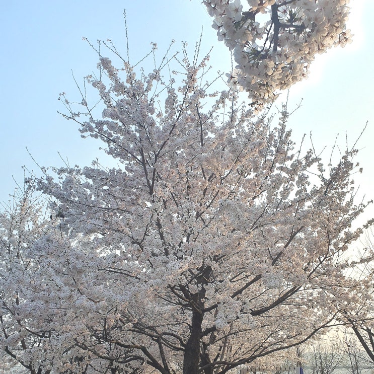  구리한강시민공원 벚꽃 경기도 주말 나들이 한강 라면 맛있게 먹는 법 주차장 요금 알아봐요