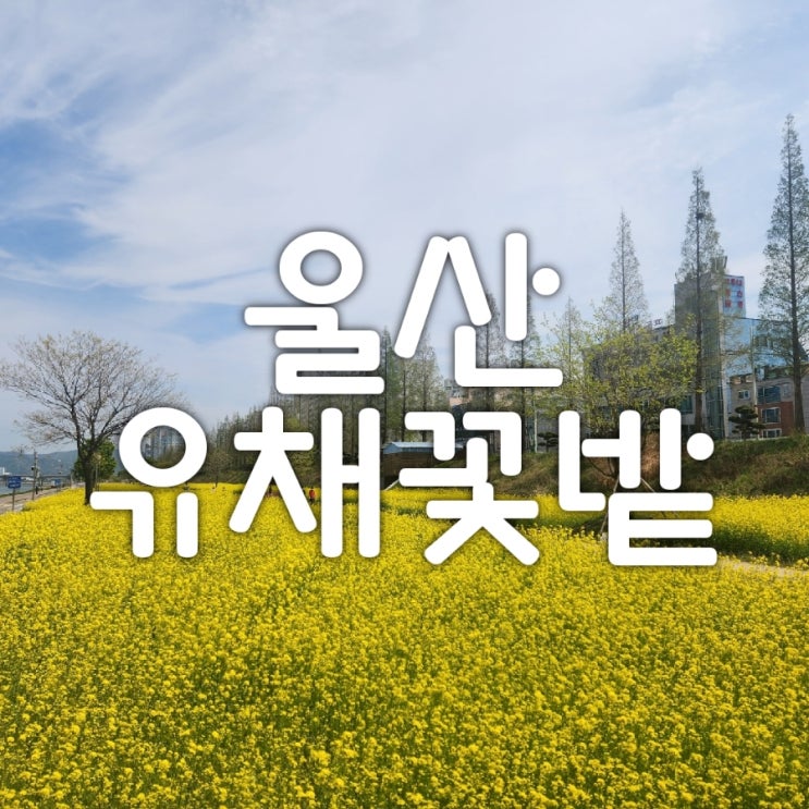  울산 유채꽃밭 태화강변과 북구 천곡교 주말나들이로 추천드리는 이유!