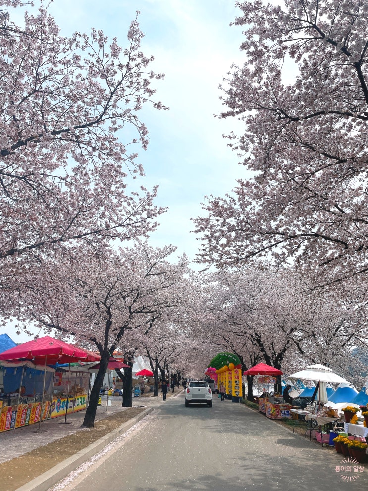  현풍벚꽃/대구벚꽃명소 달창저수지