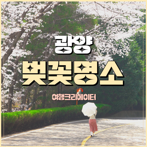  봄나들이 광양 벚꽃명소 광양백운대 벚꽃길, 벚꽃터널 백운대 오픈기간 및 정보