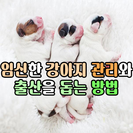  임신한 강아지 관리와 출산