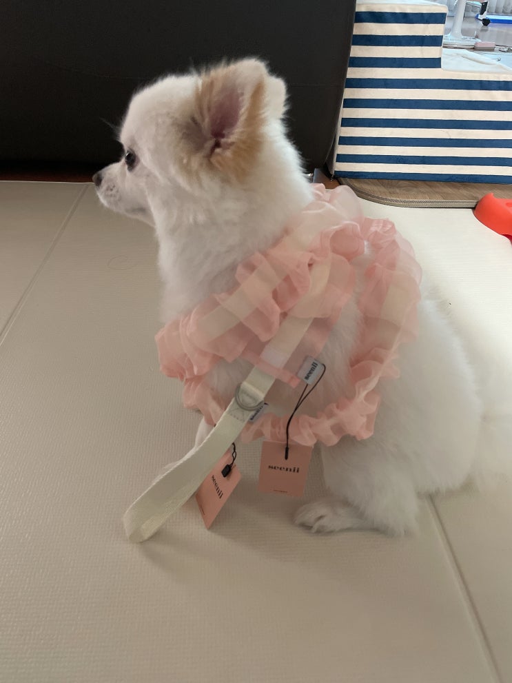  강아지 산책줄 씨니 리쉬 후기