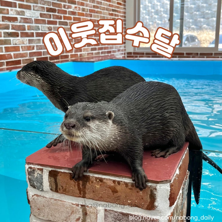  경산 이웃집수달 오픈! 대구 실내동물원 데이트코스 추천