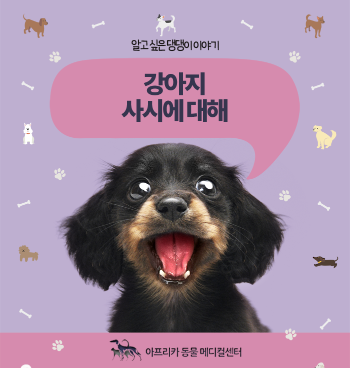 강아지 사시 교정 해야 하나요?