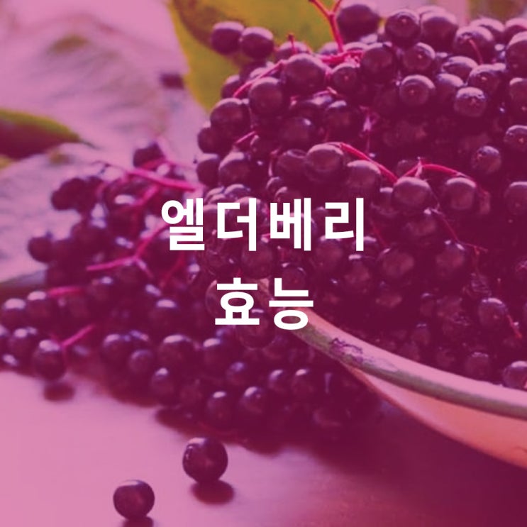  엘더베리 : 효능, 영양성분, 삼부커스, 블랙엘더베리