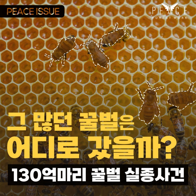#꿀벌실종미스테리 | 그 많던 꿀벌은 어디로 갔을까? 130억마리 꿀벌 실종사건