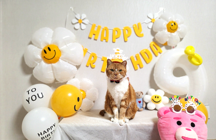  고양이 생일파티 집사가 직접 만든 수제 닭 가슴살 케이크 후기