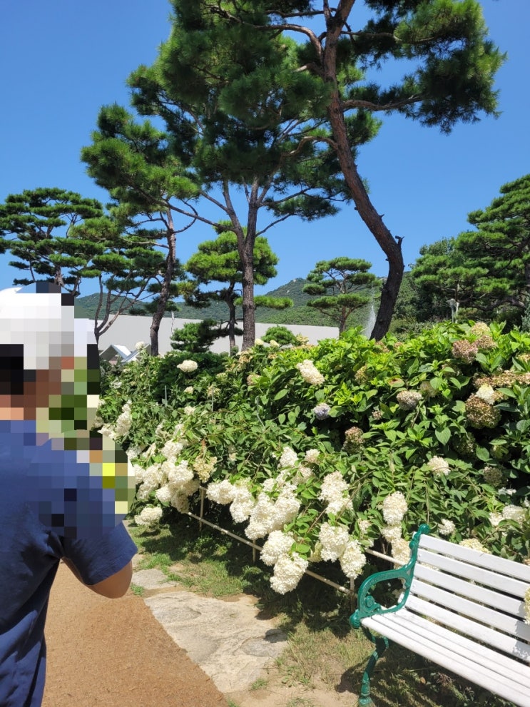  강화도 1박2일 아이와 여행(동막해수욕장, 도레도레 수국)