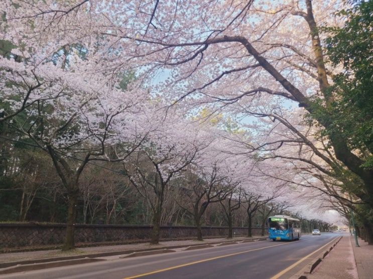  제주살이D+1813 벚꽃 비가 내리고 단비도 내리고;