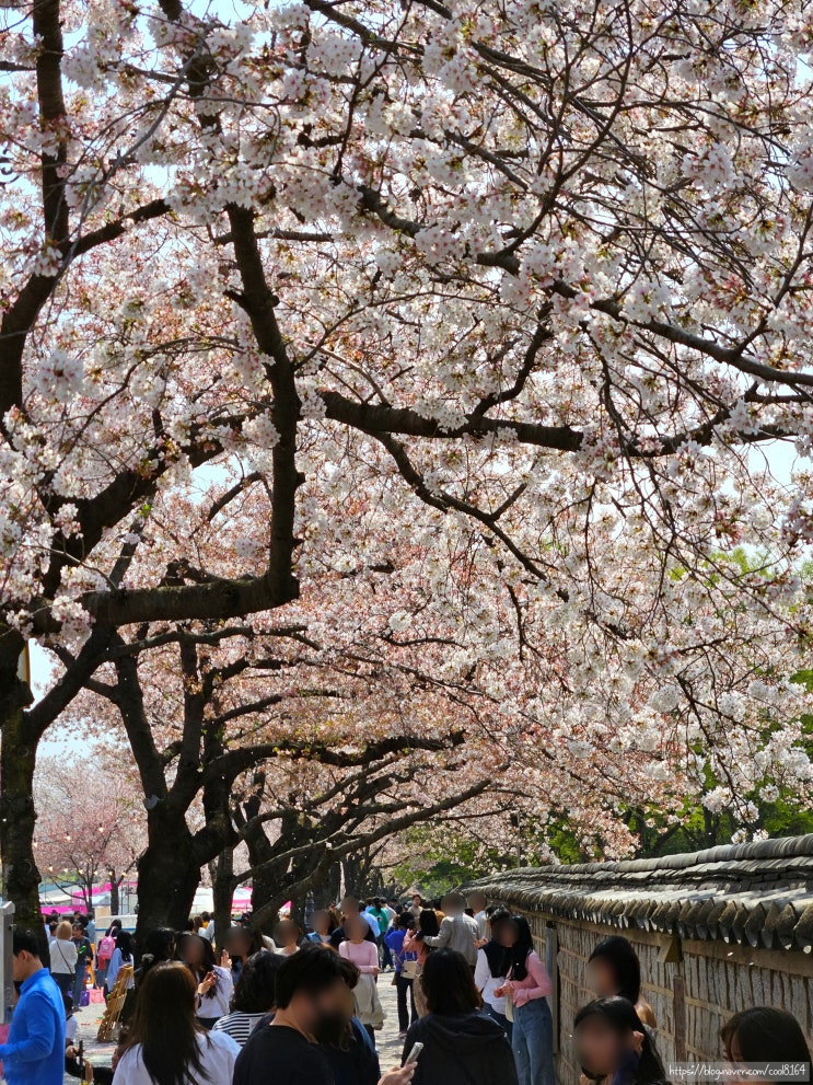 경주 벚꽃 명소, 흩날리는 벚꽃을 보며 즐긴 경주 대릉원 돌담길, 경주벚꽃축제