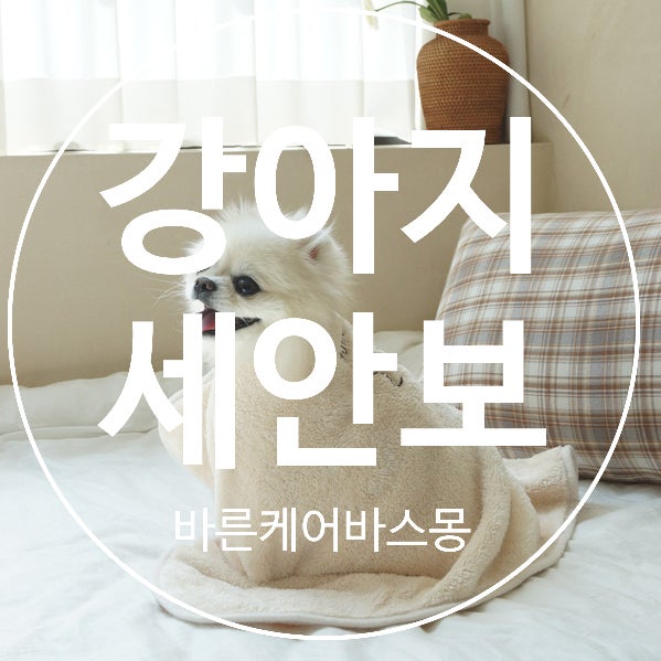  강아지 꿀템 2. 세안보, 스파보 , 턱받이 가운