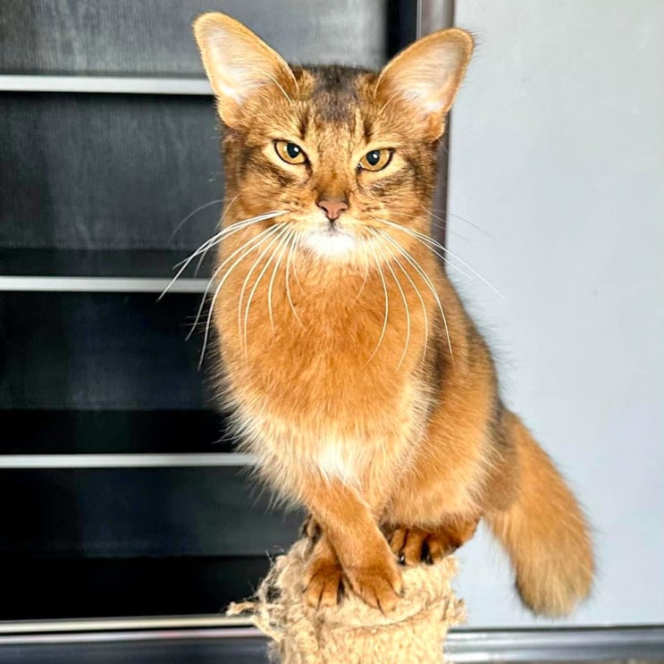 소말리 포토, 아비시니안 긴 털 버전 고양이 기본정보 성격 특징 유전병