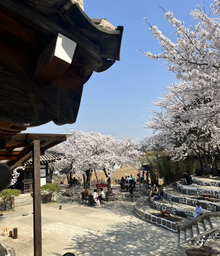  벚꽃 명소 아산 카페인주