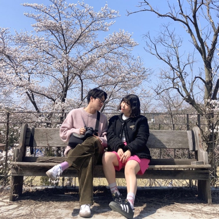  서울근교 당일치기 여행 당진 아미미술관 벚꽃길 다녀온 후기