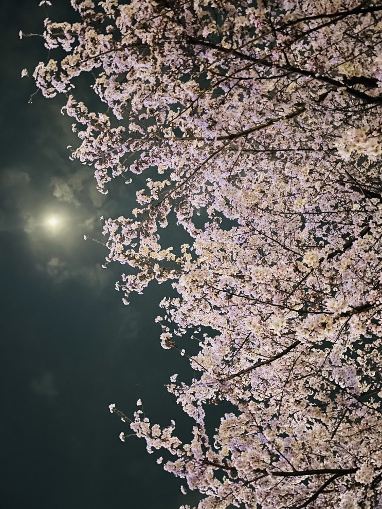 운정호수공원 벚꽃만개/파주 운정 밤벚꽃 명소 운정호수공원 벚꽃만개/파주 운정 밤벚꽃 명소