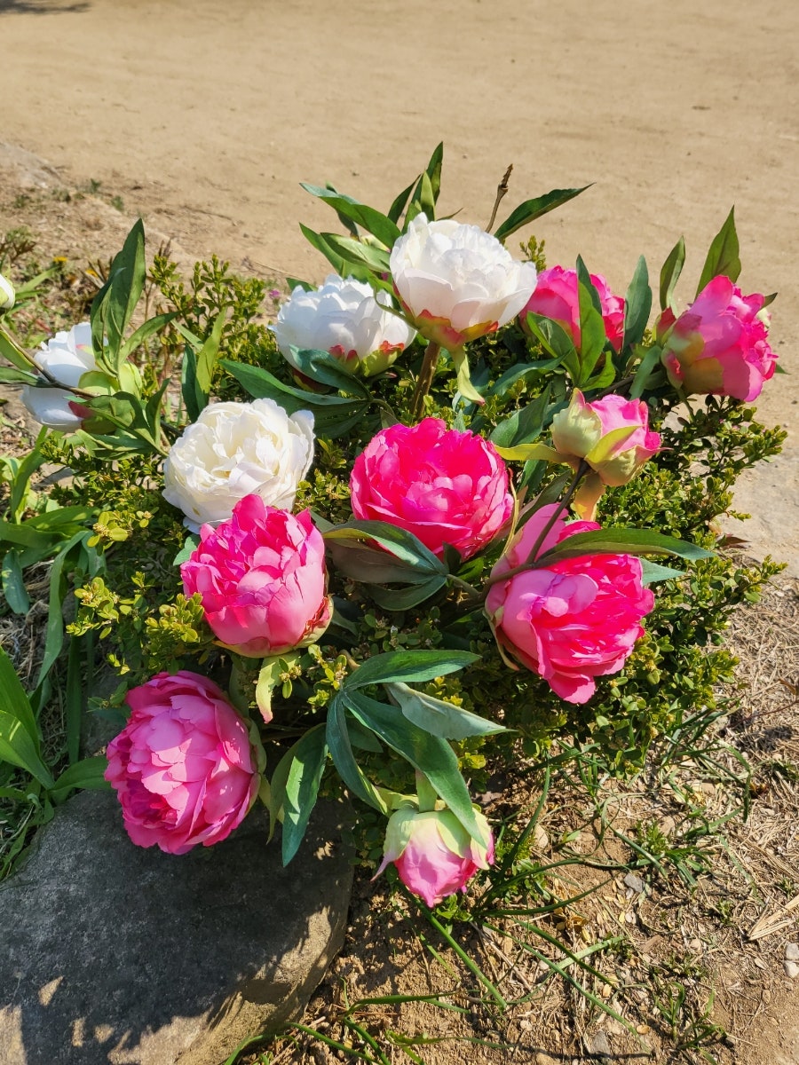 노래호 사진 5