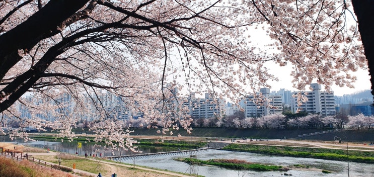 안양천 벚꽃 오늘 비로 벚꽃잎이~~ 안양천 벚꽃 오늘 비로 벚꽃잎이~~