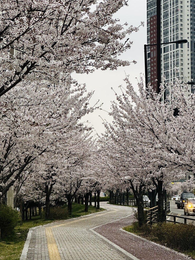  벚꽃,출퇴근길