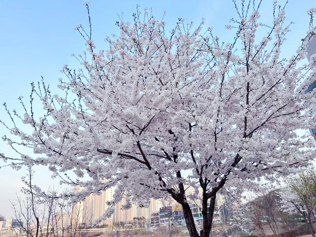  [경기 근교 벚꽃명소 추천 - 시흥 물왕호수] 벚꽃구경 산책코스! 안산 시흥 광명근처 봄나들이 드라이브 장소 추천