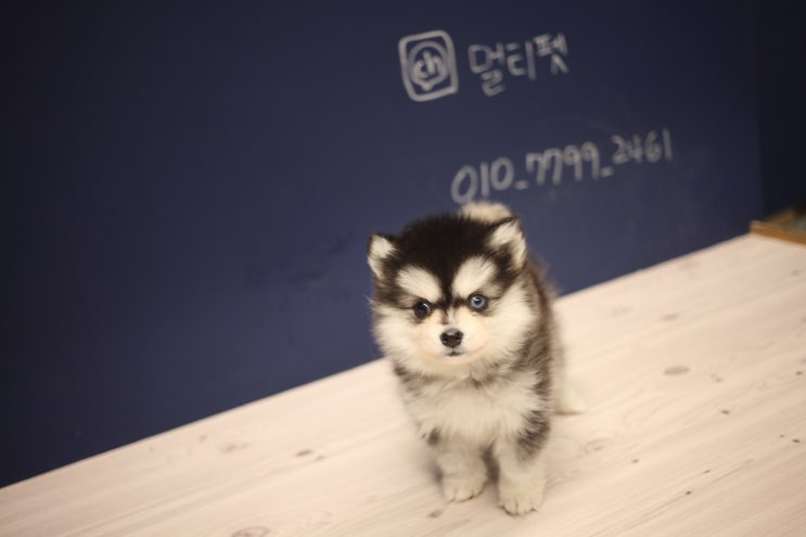  #디자인독 #오드아이폼스키분양