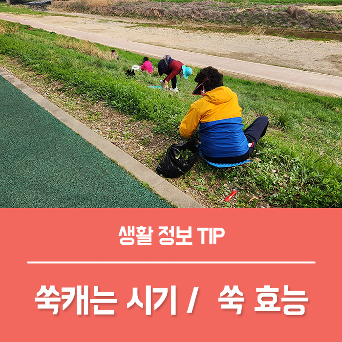  쑥캐는시기 쑥차 쑥환 쑥의 효능 TOP4, 쑥 부작용 말린쑥 활용법