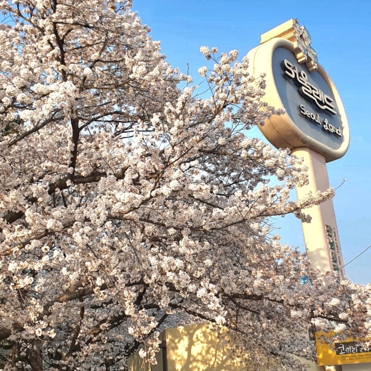  서울랜드 - 연지곤지, 봄의 향기, 봄나들이 벗꽃 산철쭉(개꽃) 활짝 피었다