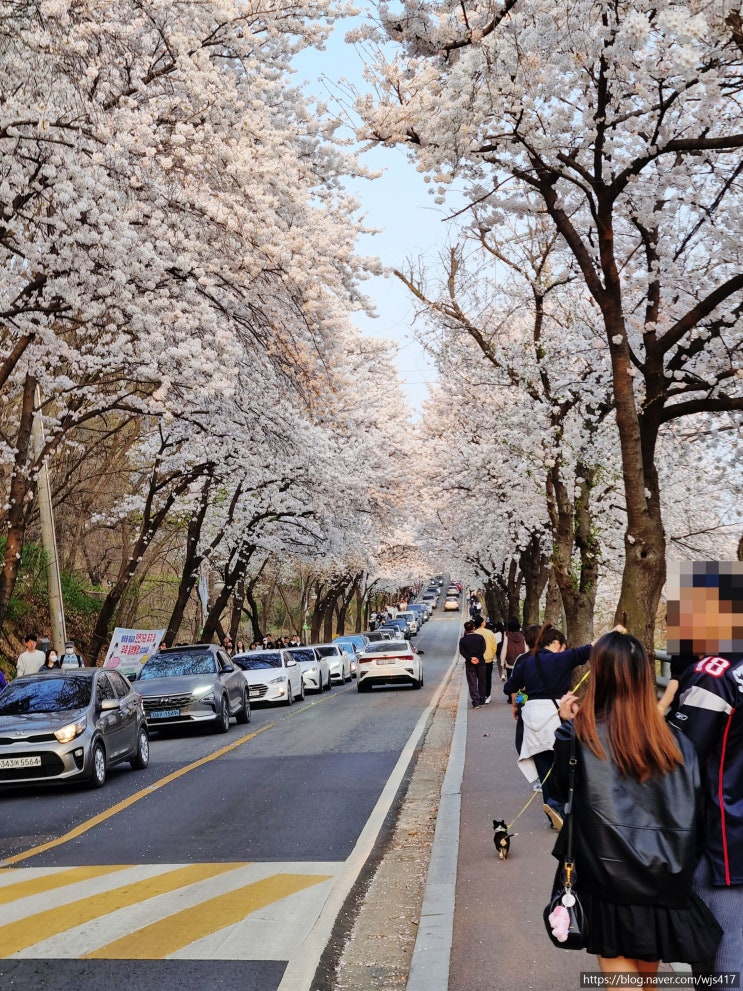 [평택 여행기 1탄 23년 4월 1일] 벚꽃 찾아 떠난 짧은 평택 여행기!(feat. 국제대학교)