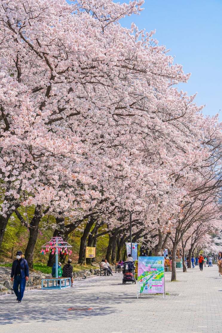 서울대공원 동물원 벚꽃 리프트 코끼리열차 둘레길, 가격