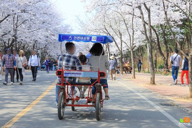 인천 벚꽃 명소 <b>인천대공원 벚꽃축제</b> 꽃구경 놀만한곳