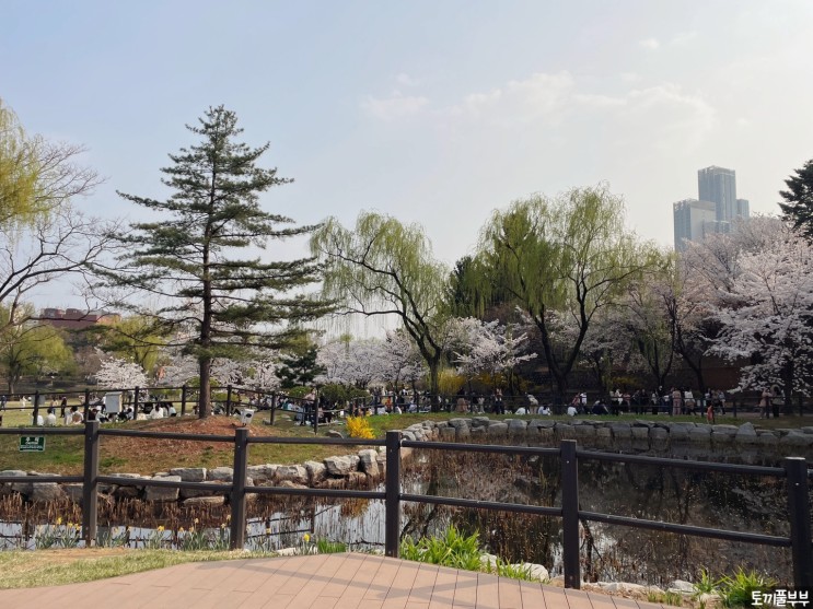 [용산구/이촌역] 벚꽃놀이(1) - 용산가족공원