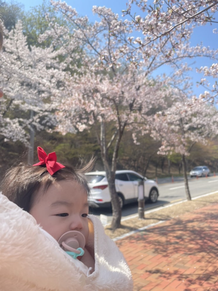  [8개월아기] 팔공산 첫 꽃놀이