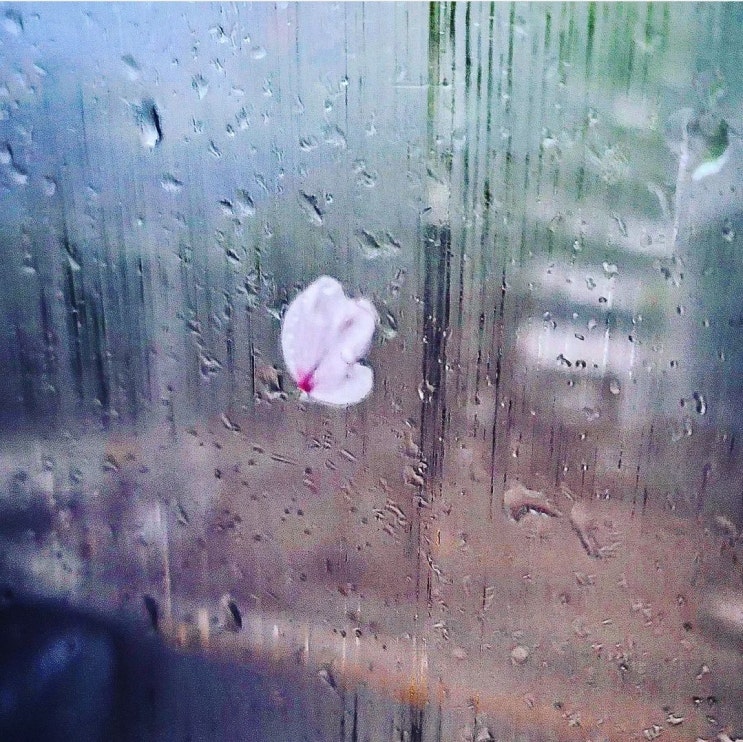 에세이 | 벚꽃 에세이 | 벚꽃