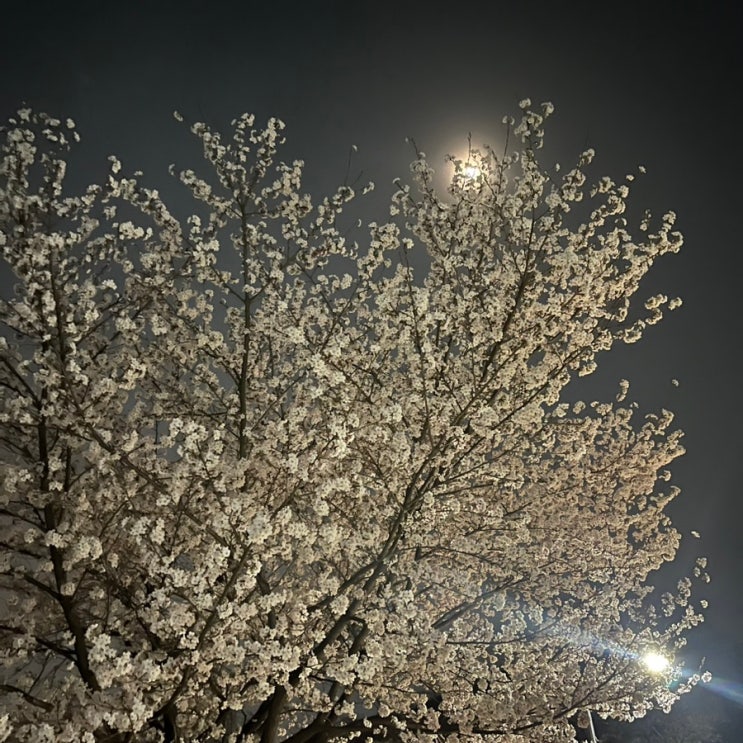  인천대공원 벚꽃, 떠백이의 23년 벚꽃놀이