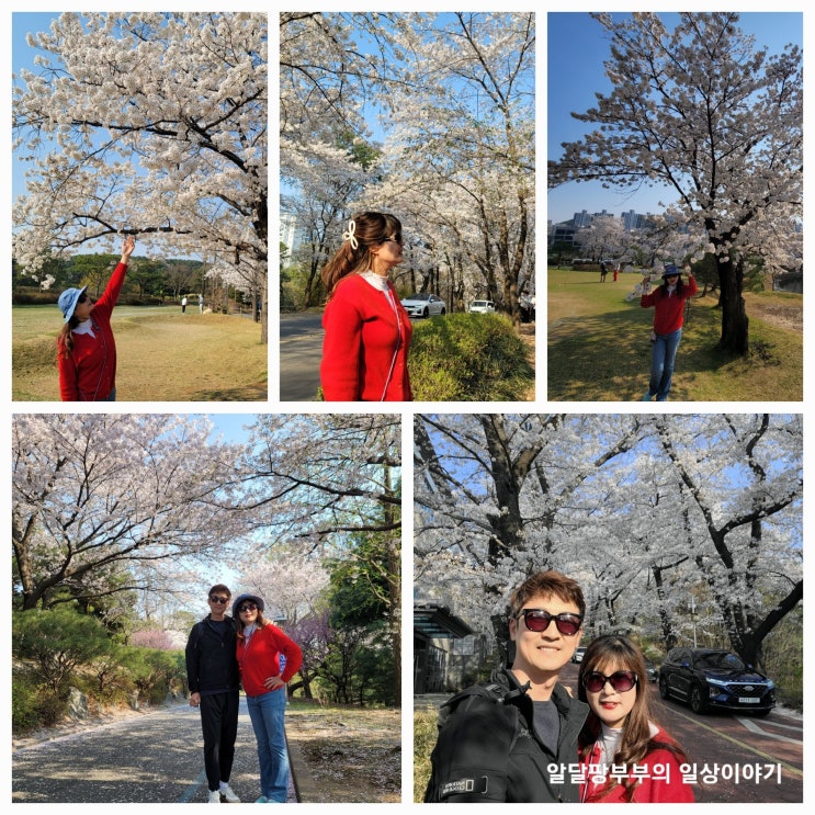 알달팡부부 동탄 벚꽃길산책 2탄 리베라cc 체리동 파3에서 밸리동으로 정문쪽 벚꽃터널 구경 알달팡부부 동탄 벚꽃길산책 2탄 리베라cc 체리동 파3에서 밸리동으로 정문쪽 벚꽃터널 구경