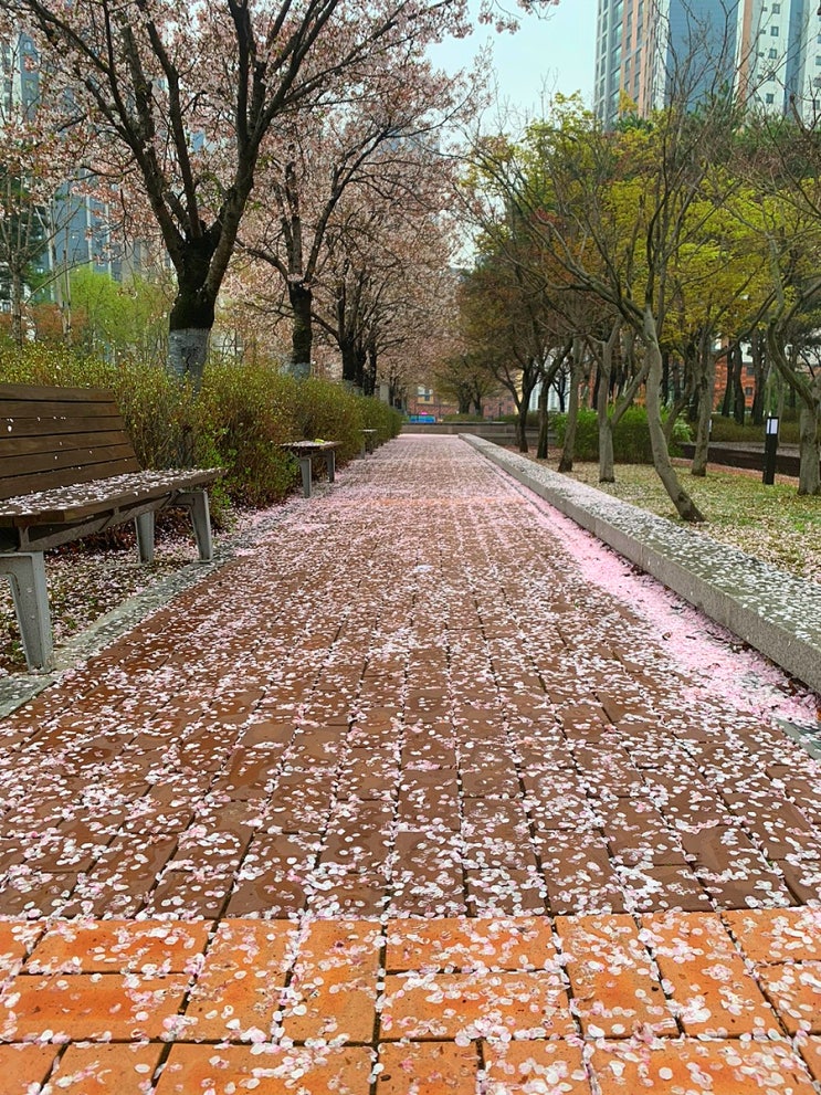 23년 봄 벚꽃 엔딩 꽃이 지다 화개화사 花開花謝