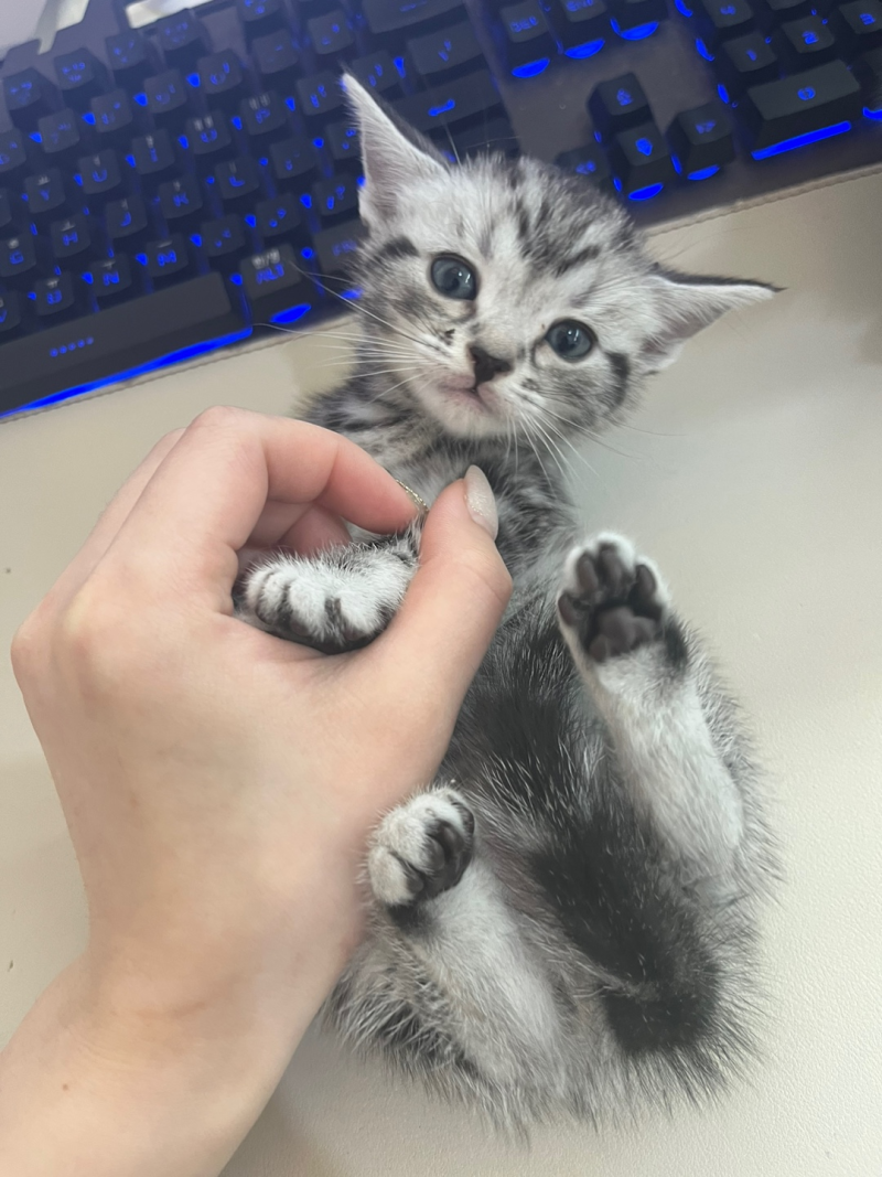 아메리칸숏헤어책임분양 내 무늬를 좀 봐방 : 네이버 블로그, image size:800x1067