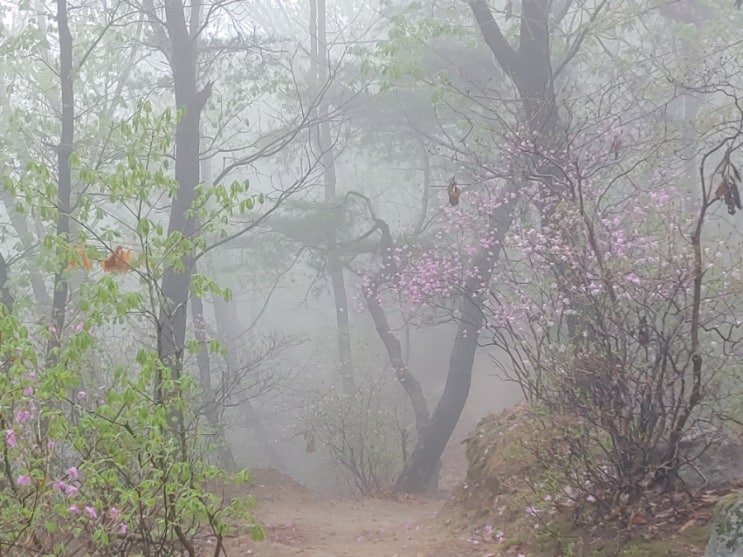 한식인 오늘, 안개와 어우러진 설봉산의 봄 한식인 오늘, 안개와 어우러진 설봉산의 봄